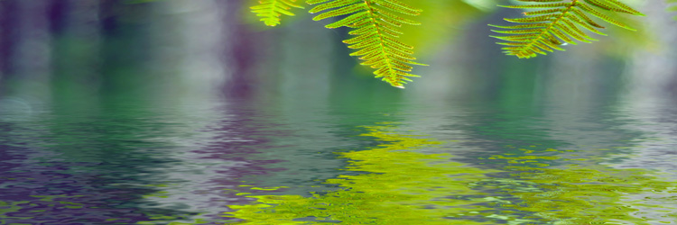 Blätter spiegeln sich auf einer Wasseroberfläche