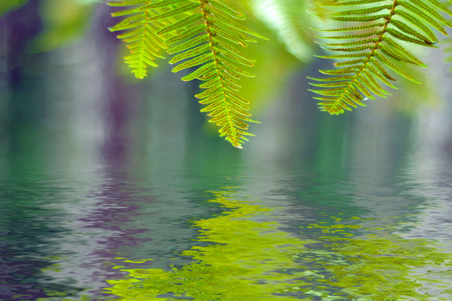 Blätter spiegeln sich auf einer Wasseroberfläche